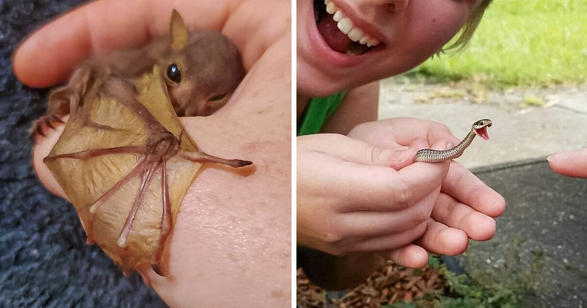 25 Animales diminutos que son tan encantadores como pequeños