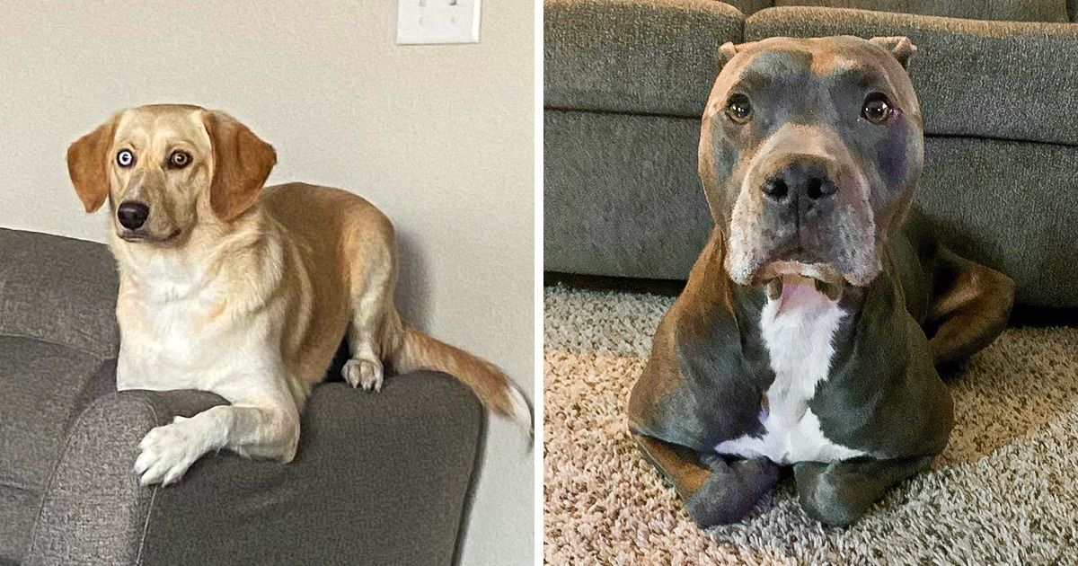 20 Perros defectuosos de fábrica que se creen gatitos