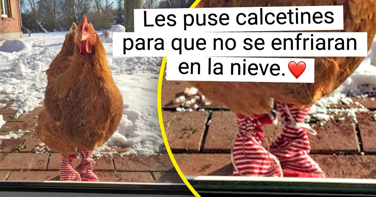 20+ Gallinas que son las mimadas de la casa, y al verlas entendemos el porqué 20+ Gallinas que son las mimadas de la casa, y al verlas entendemos el porqué
