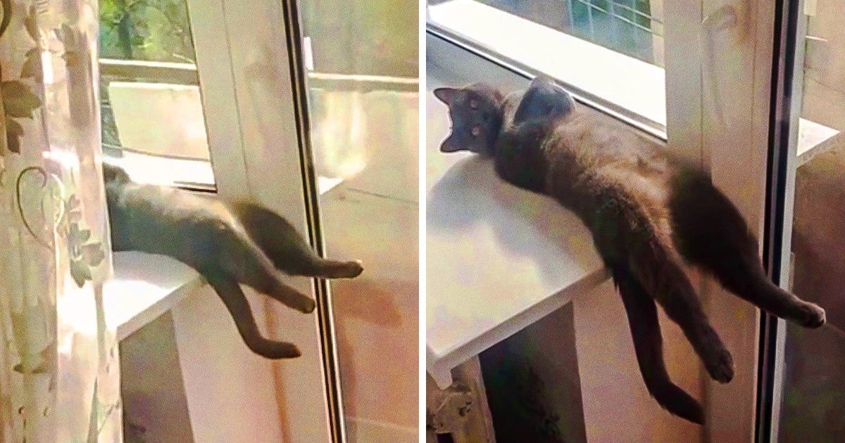 16 Personas mostraron cómo se acuestan sus gatos, y no verás nada más encantador el día de hoy