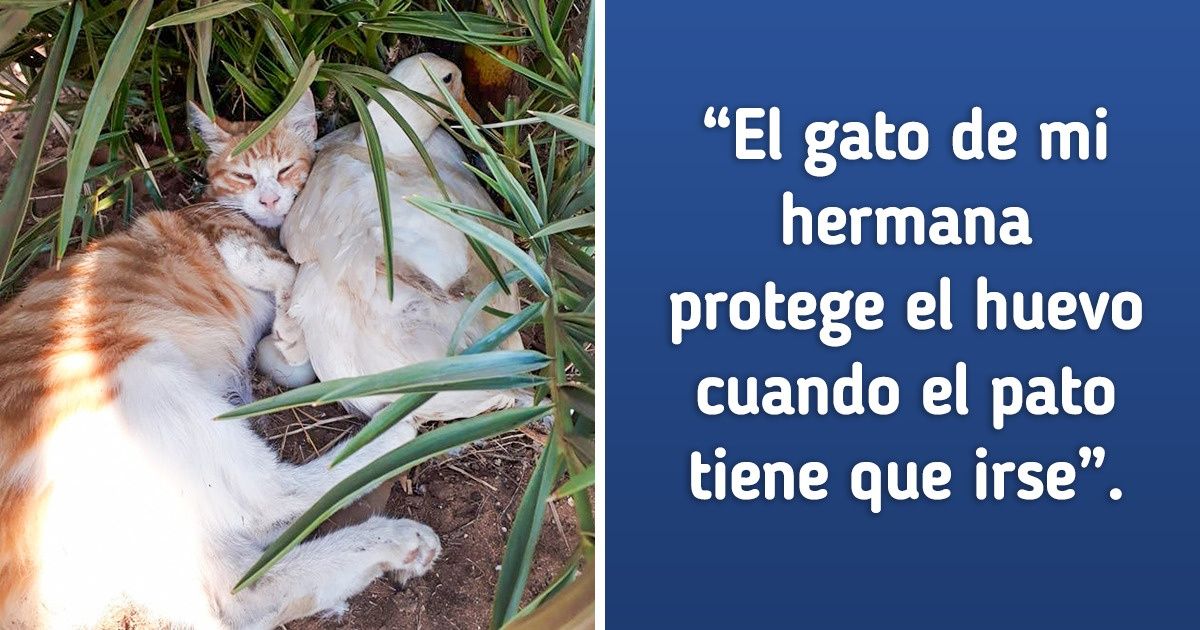 20 Pruebas de que el apoyo de los animales hacia otros es algo natural en ellos