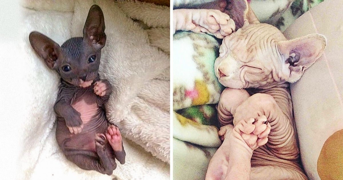 24 Fotos que demuestran que los gatos pelones son realmente adorables 24 Fotos que demuestran que los gatos pelones son realmente adorables