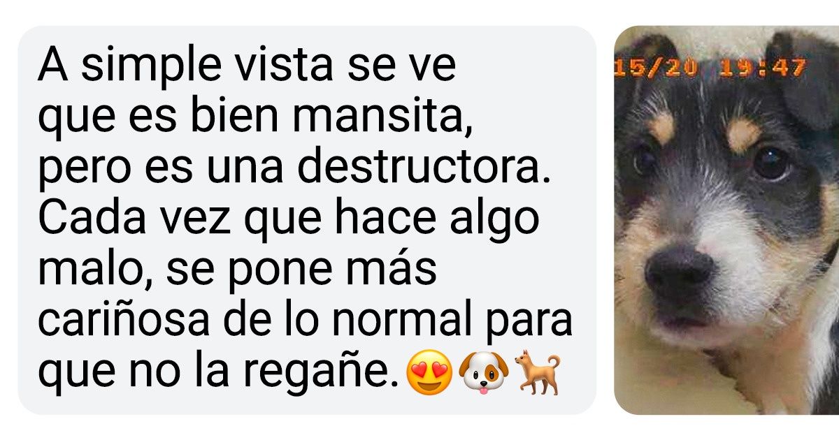 15+ Usuarios de Genial contaron que detrás de la “inocencia” de su mascota se esconde un verdadero demonio de Tasmania