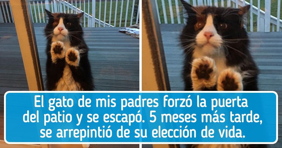 20 Veces en que los animales demostraron que nos necesitan más de lo que creemos 20 Veces en que los animales demostraron que nos necesitan más de lo que creemos