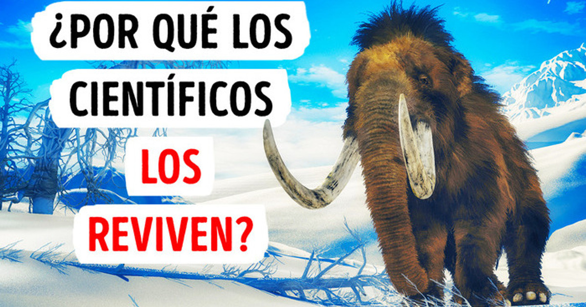 Es probable que veas mamuts vivos en el futuro cercano