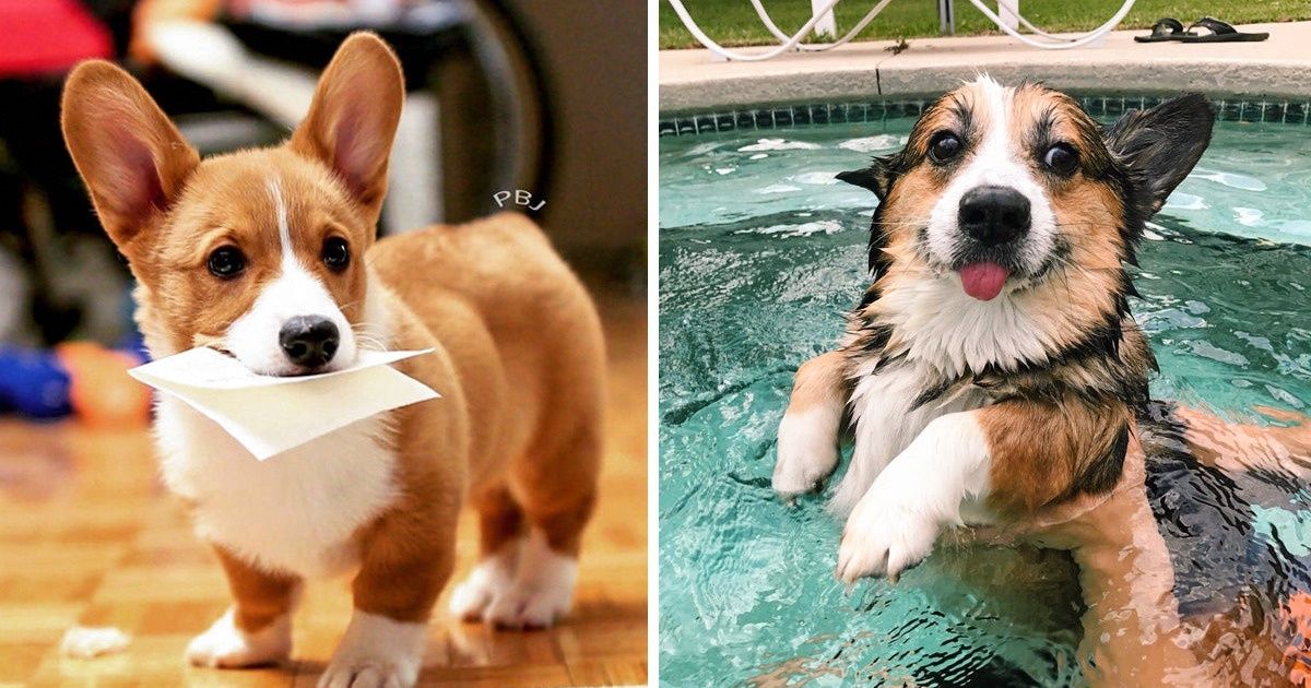 20 Corgis que poseen una personalidad adorable y divertida a partes iguales