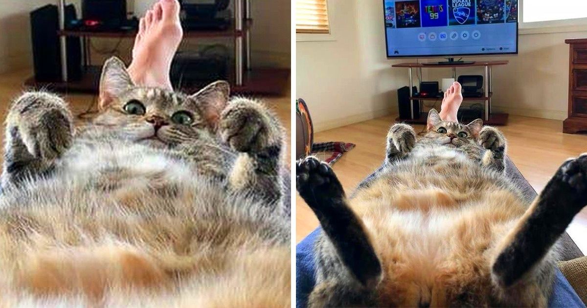 20 Mascotas que encontraron el secreto de la felicidad plena