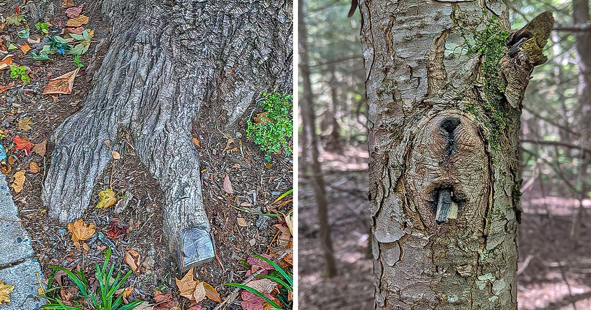 20 Árboles que juegan con nuestra mente haciéndonos creer que son otra cosa