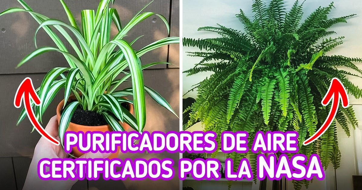 15 Plantas purificadoras del aire para tener en tu hogar si sufres de alergias 15 Plantas purificadoras del aire para tener en tu hogar si sufres de alergias