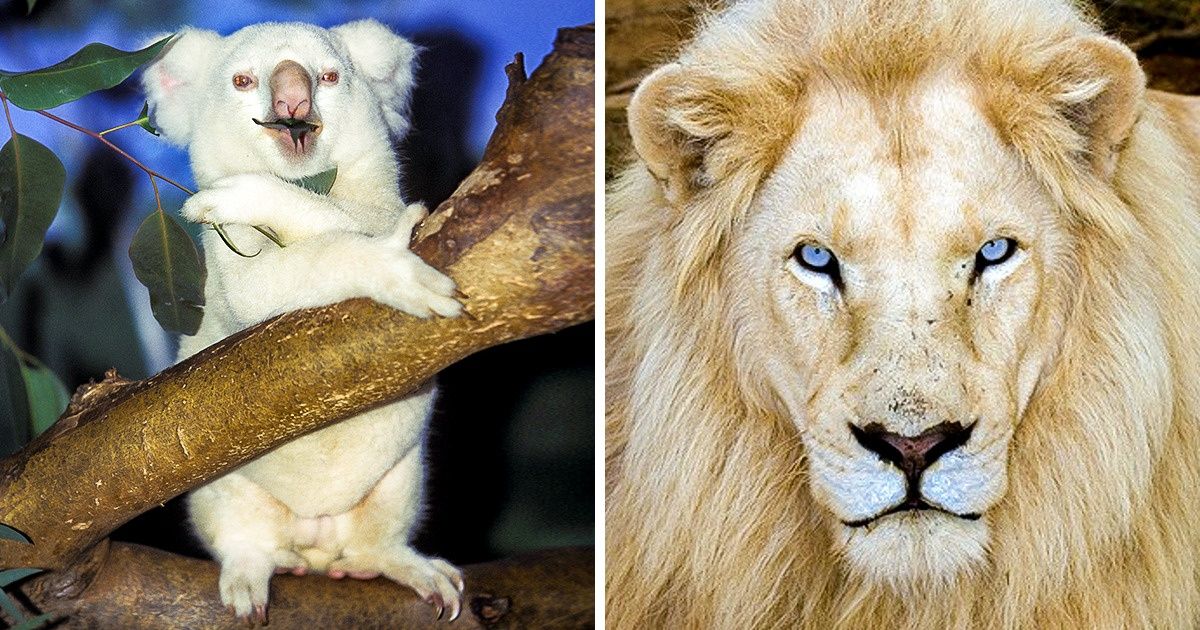 15 Animales albinos que nacieron para sorprender al mundo 15 Animales albinos que nacieron para sorprender al mundo
