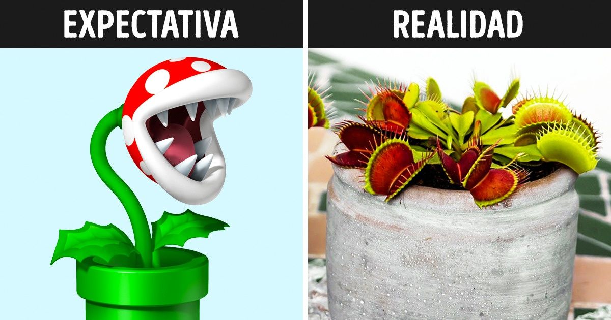 8 Hermosas plantas carnívoras que puedes cultivar en tu propia casa 8 Hermosas plantas carnívoras que puedes cultivar en tu propia casa