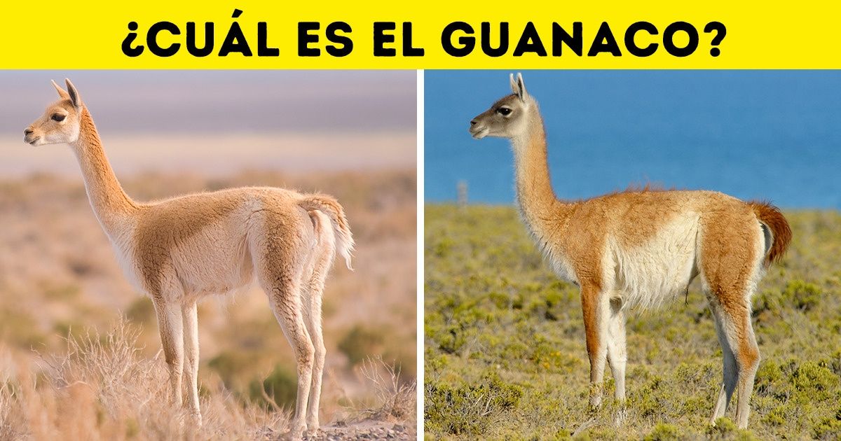 12 Dúos de animales que comparten un gran parecido, pero en realidad son muy diferentes 12 Dúos de animales que comparten un gran parecido, pero en realidad son muy diferentes
