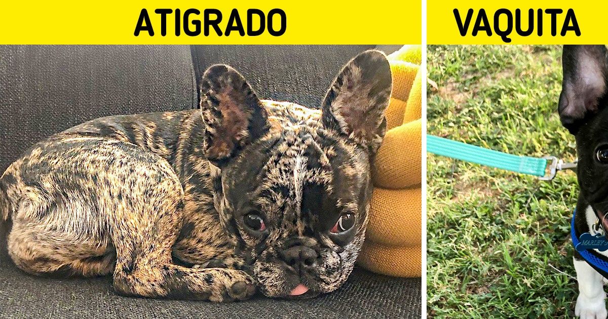 El bulldog francés puede ser de 12 colores diferentes, y todos nos parecen hermosos El bulldog francés puede ser de 12 colores diferentes, y todos nos parecen hermosos