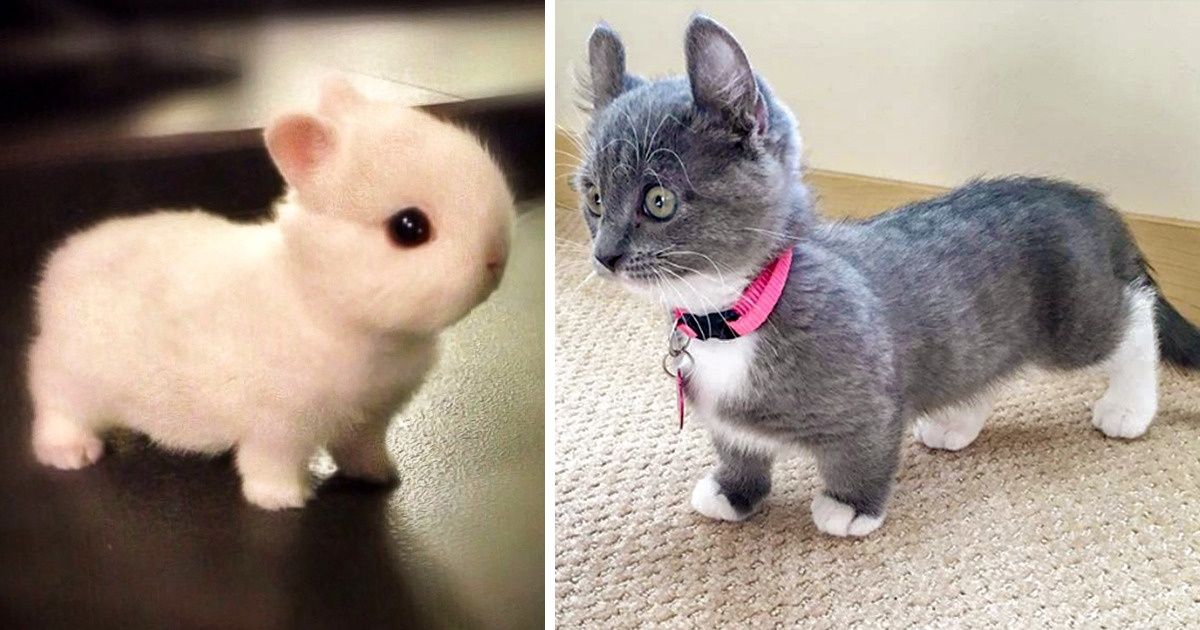21 Animales tan adorables que se robarán tu corazón
