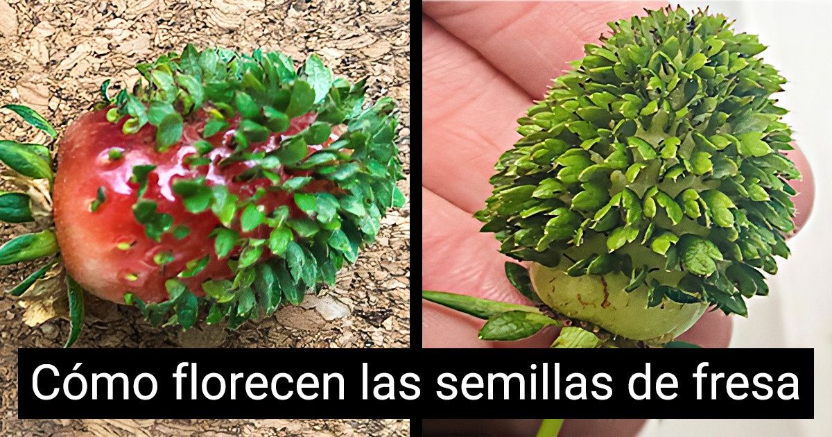 19 Momentos en que la naturaleza nos dejó boquiabiertos por milésima vez