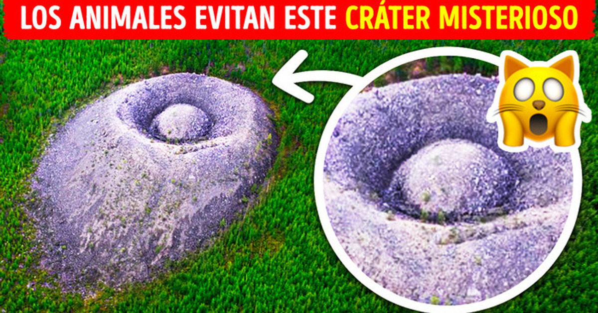 Un objeto misterioso en el bosque que hasta los animales evitan
