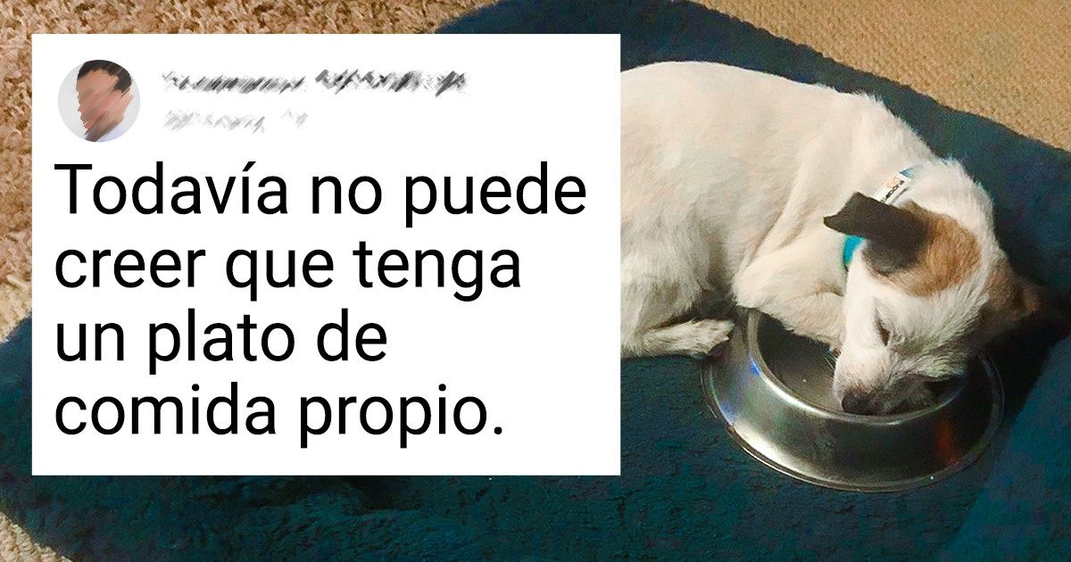 20+ Animales que consiguieron un hogar y lo recompensaron con toneladas de amor 20+ Animales que consiguieron un hogar y lo recompensaron con toneladas de amor