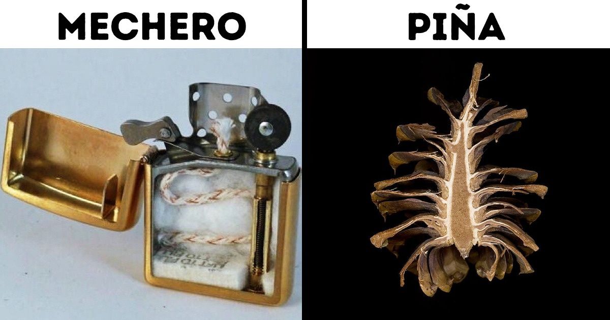 16 Objetos que se transforman cuando los cortas por la mitad 16 Objetos que se transforman cuando los cortas por la mitad