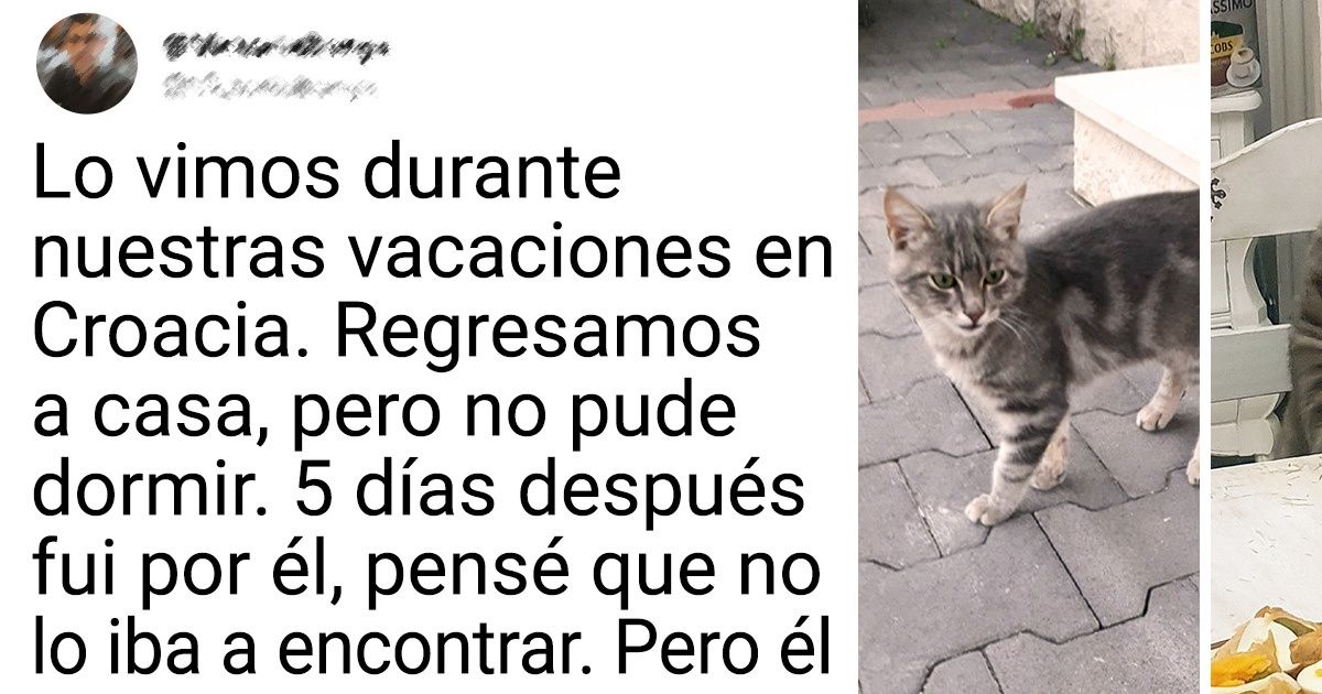 15+ Gatitos que ayudaron un poco al destino a encontrarles un dueño adecuado