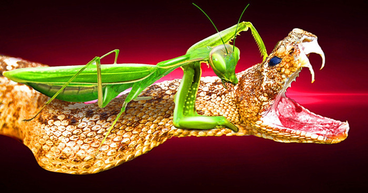 Por eso las serpientes les temen a las mantis | Insecto vs. reptil Por eso las serpientes les temen a las mantis | Insecto vs. reptil