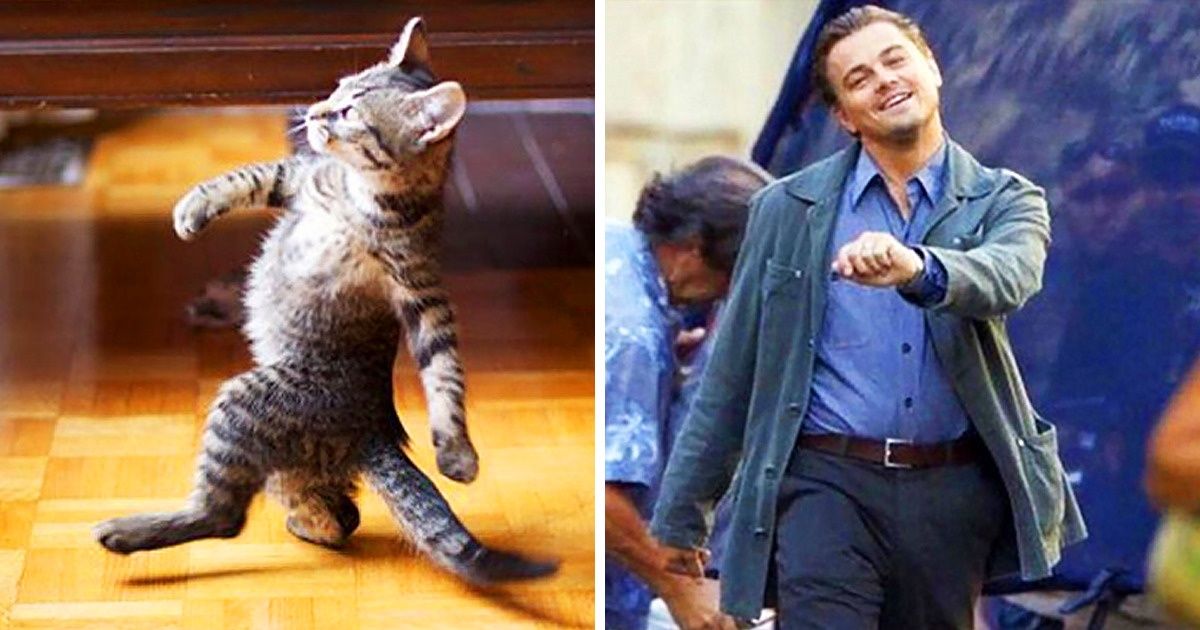 15 Fotografías que demuestran que los gatos son maestros de la imitación, y nos dejan con la boca abierta