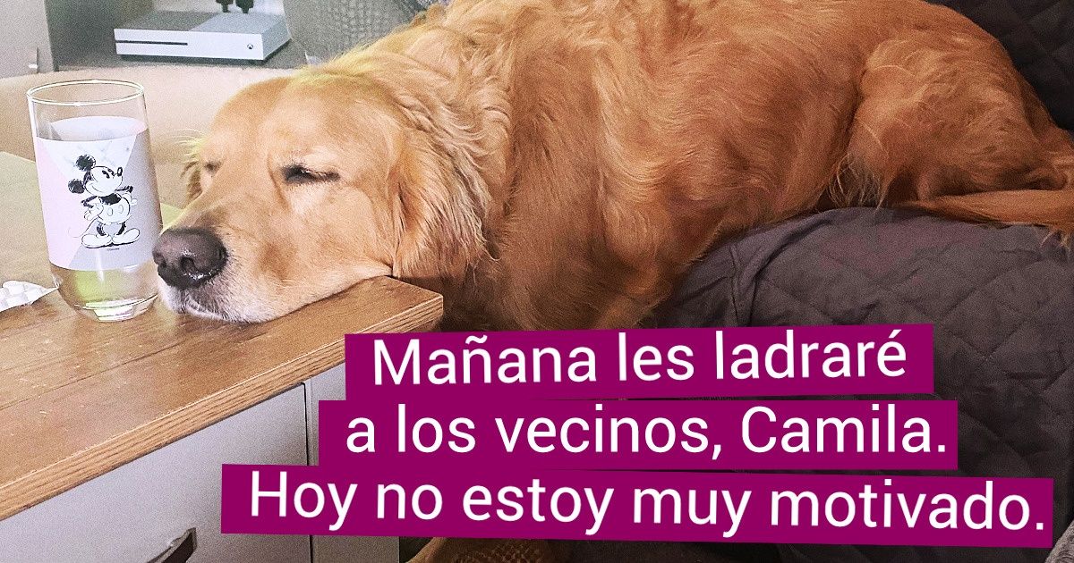 19 Fotos de cachorros que merecen un buen título