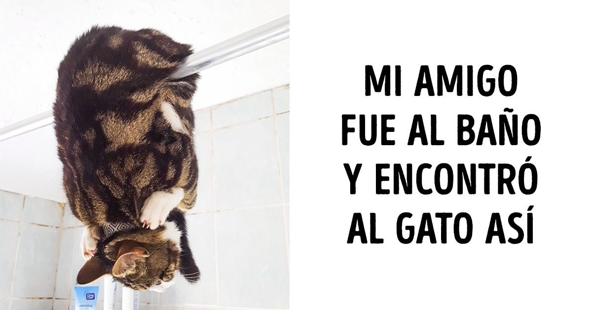 17 Animales que se niegan a comportarse bien