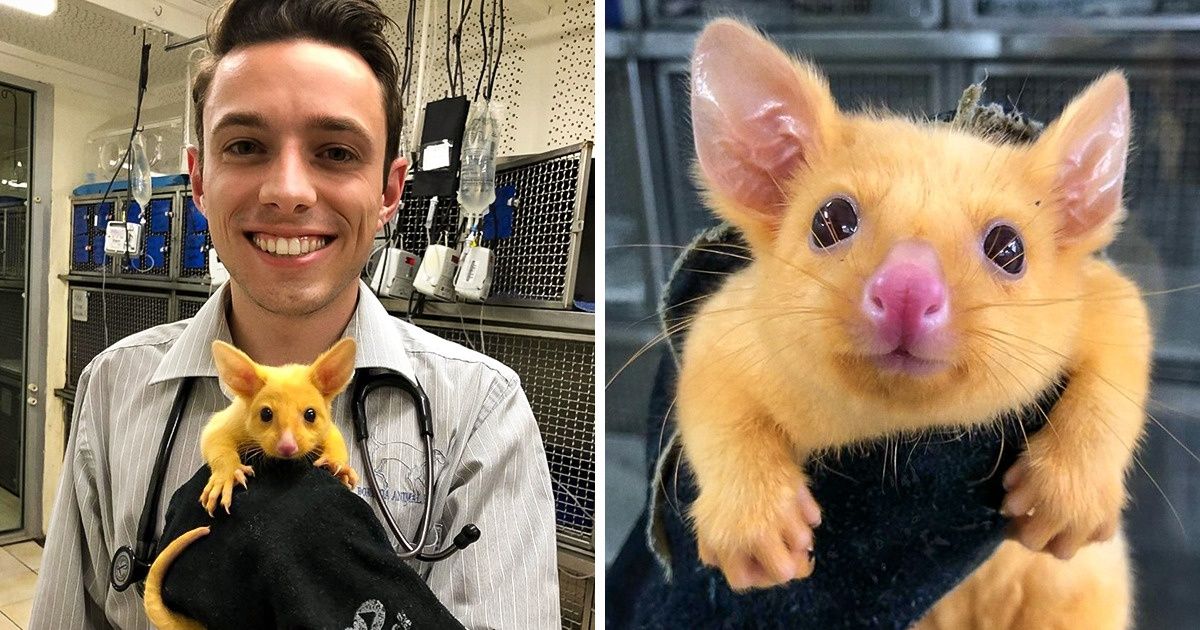 Rescataron a una zarigüeya dorada, y el veterinario que la cuidó nos contó su historia Rescataron a una zarigüeya dorada, y el veterinario que la cuidó nos contó su historia