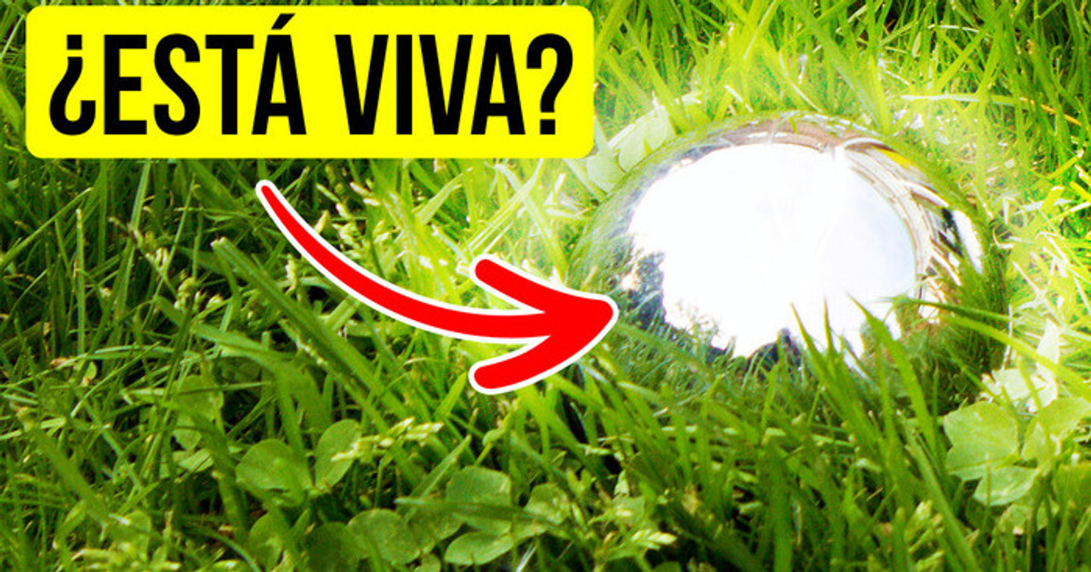 Encontraron una bola de acero que se movía sola