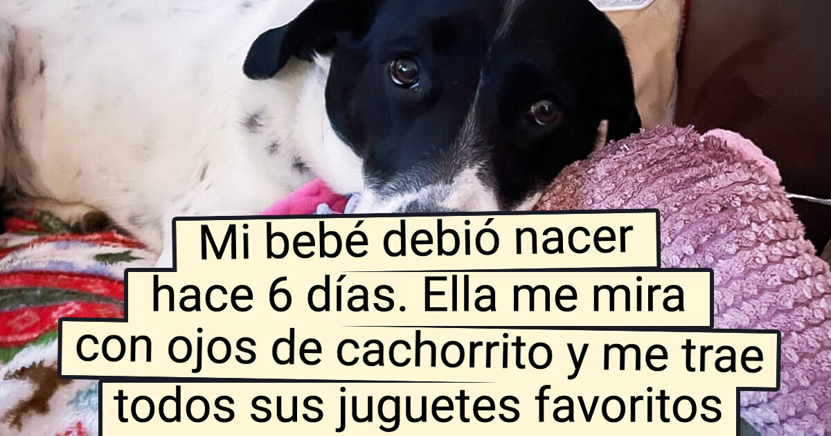 18 Pruebas de que no hay nada más tierno y fuerte en este mundo que el amor de un perro