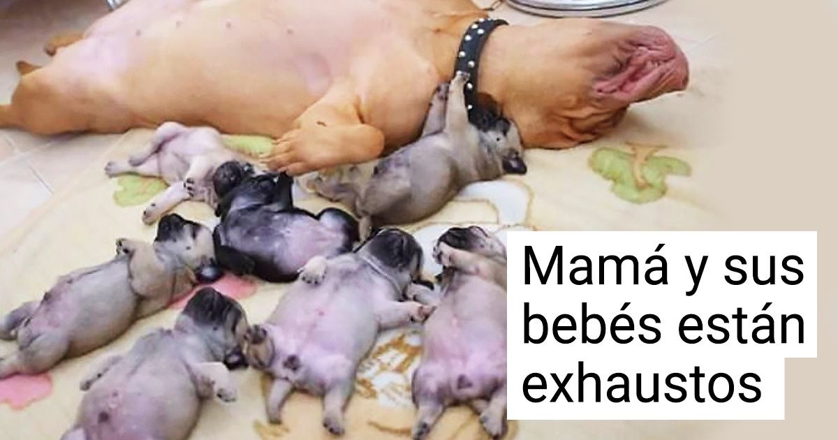 20 Animales que pueden ser perfectos agentes antiestrés