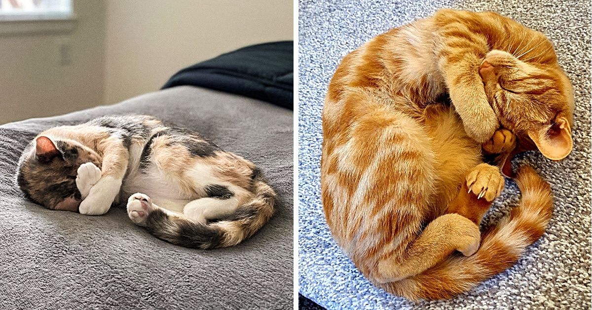 18 Fotos que demuestran que abrazarse la cara con las patas le suma puntos de carisma a cualquier minino 18 Fotos que demuestran que abrazarse la cara con las patas le suma puntos de carisma a cualquier minino