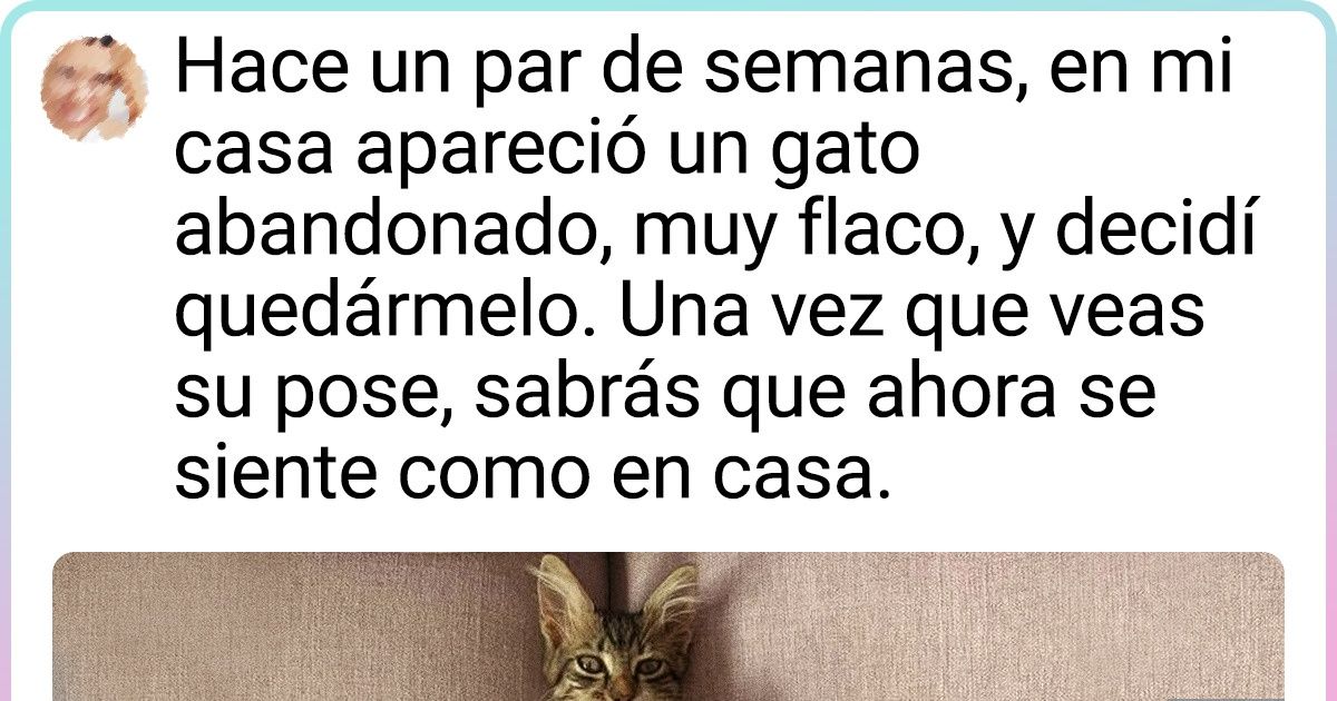 15+ Animales que obtuvieron un hogar y también unos buenos dueños