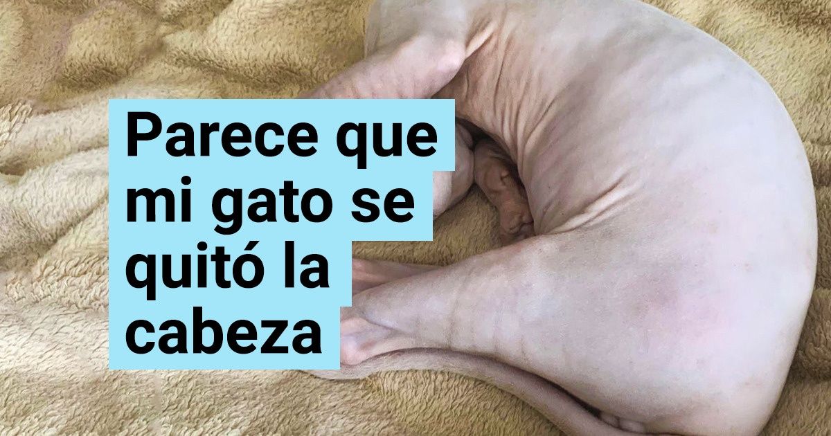 19 Animales que a primera vista nos asustaron y un segundo después nos hicieron reír
