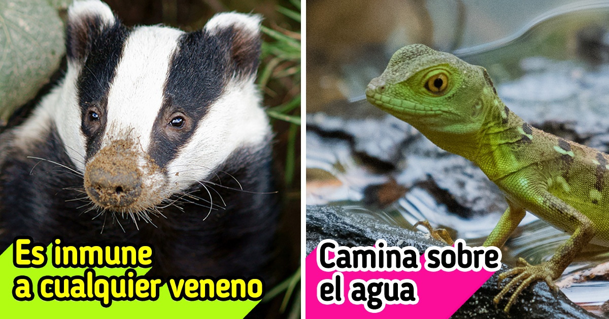 10+ Animales cuyas habilidades superan la fantasía humana