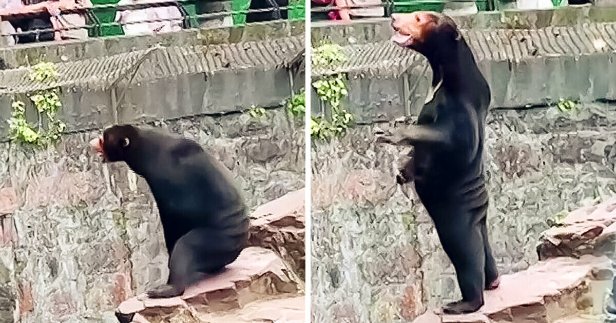 Zoológico de China niega haber disfrazado a una persona de oso para engañar a los visitantes Zoológico de China niega haber disfrazado a una persona de oso para engañar a los visitantes