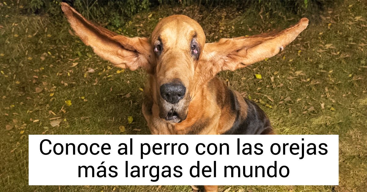 17 Mascotas cuyas peculiaridades las hicieron merecedoras de un récord Guinness 17 Mascotas cuyas peculiaridades las hicieron merecedoras de un récord Guinness