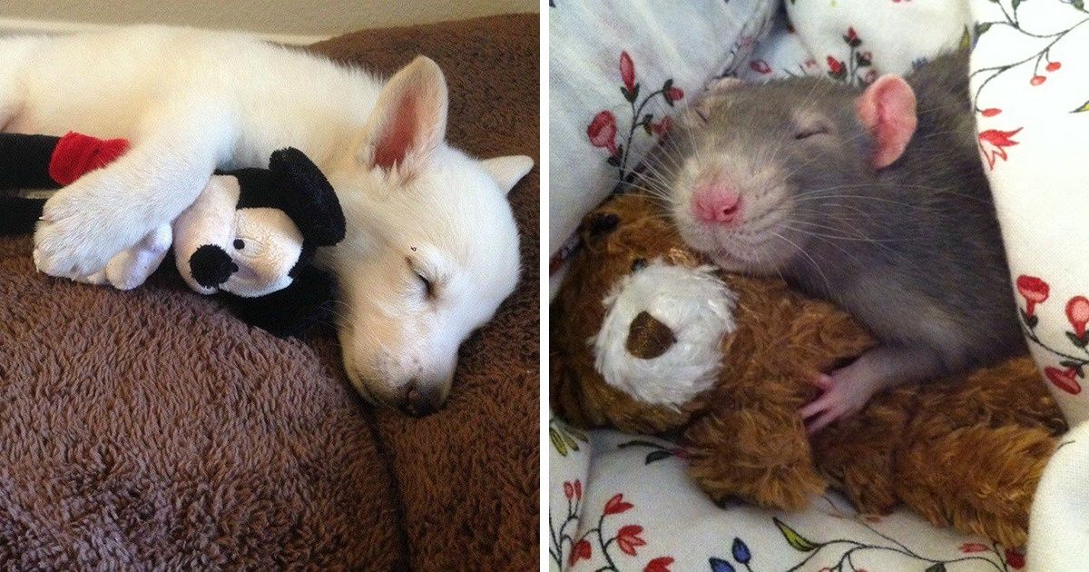 25+ Mascotas que adoran a sus amigos de juguete 25+ Mascotas que adoran a sus amigos de juguete