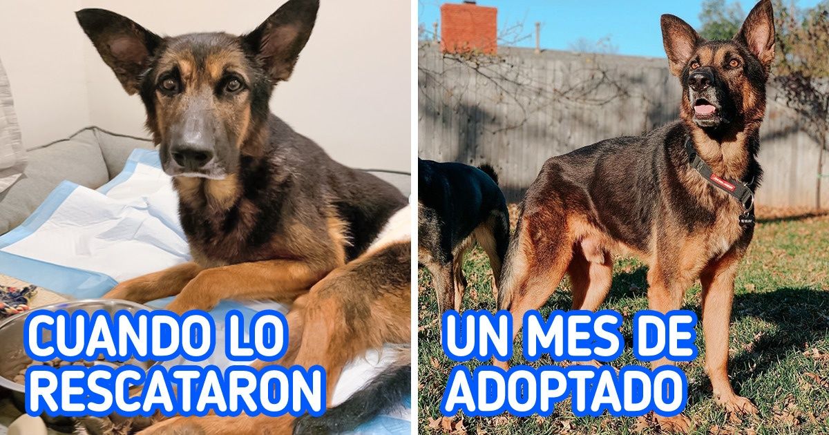 Perro que iba a ser sacrificado por no poder caminar fue adoptado por una pareja que logró ponerlo de pie Perro que iba a ser sacrificado por no poder caminar fue adoptado por una pareja que logró ponerlo de pie