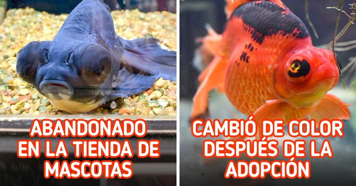 20 Fotos que demuestran que el amor y el cariño pueden curar cualquier corazón y alma para siempre 20 Fotos que demuestran que el amor y el cariño pueden curar cualquier corazón y alma para siempre