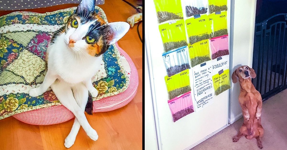 22 Momentos en los que nuestras mascotas parecieron humanos