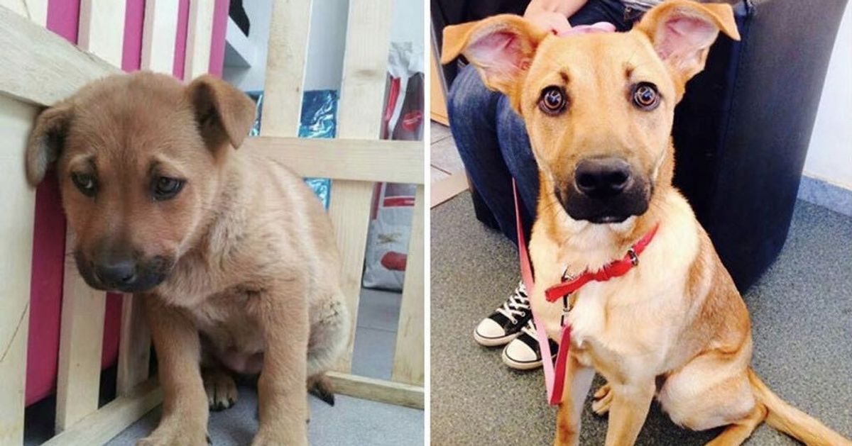 15 Animales antes y después de ser adoptados 15 Animales antes y después de ser adoptados