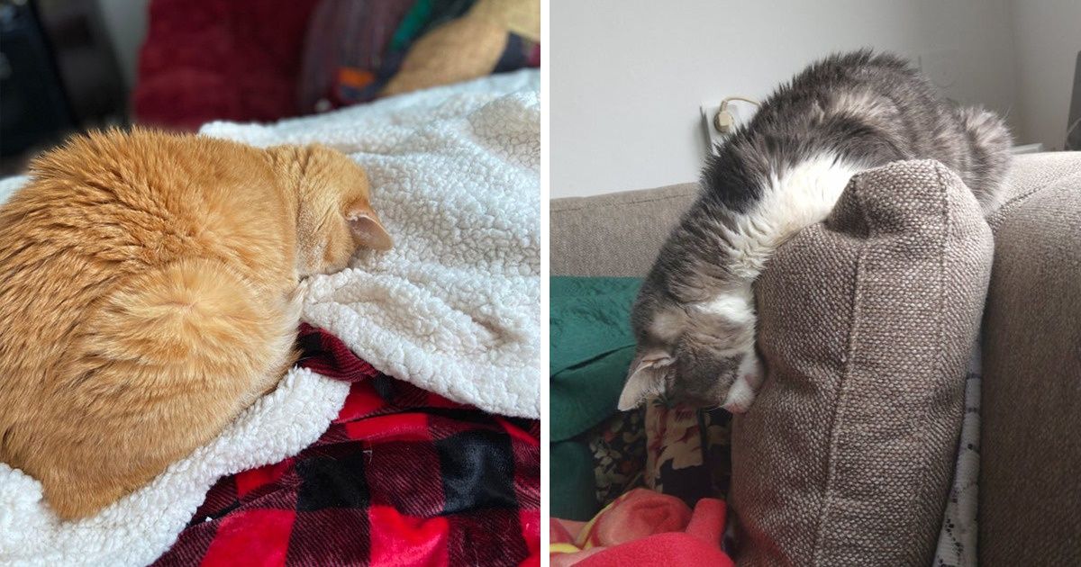 25 Gatos se niegan a dormir en posiciones comunes, y se lo agradecemos por las sonrisas que nos provocan 25 Gatos se niegan a dormir en posiciones comunes, y se lo agradecemos por las sonrisas que nos provocan