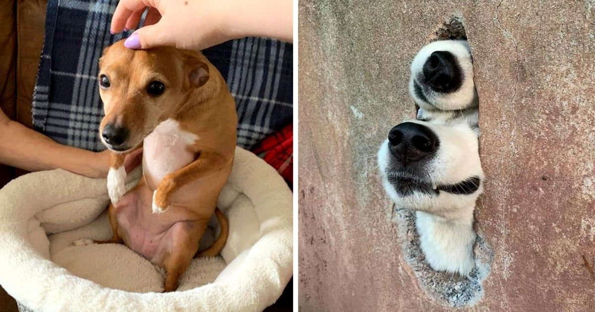 17 Perros cuyas ocurrencias nos llenaron el día de risas
