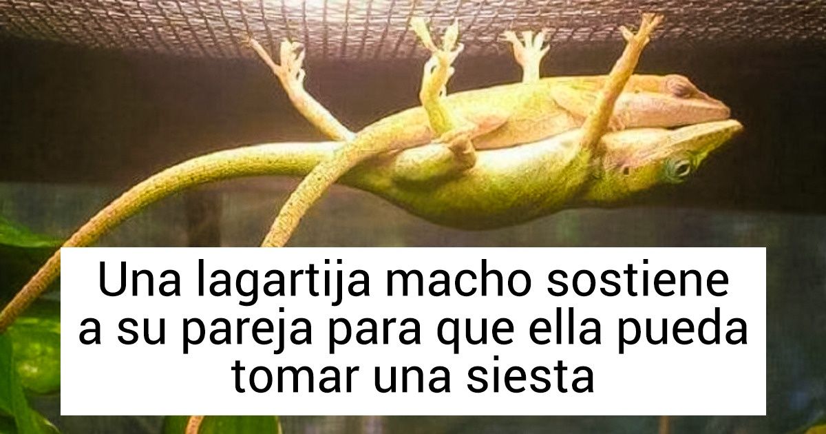 17 Fotos que demuestran que los animales pueden hacer lo imposible 17 Fotos que demuestran que los animales pueden hacer lo imposible