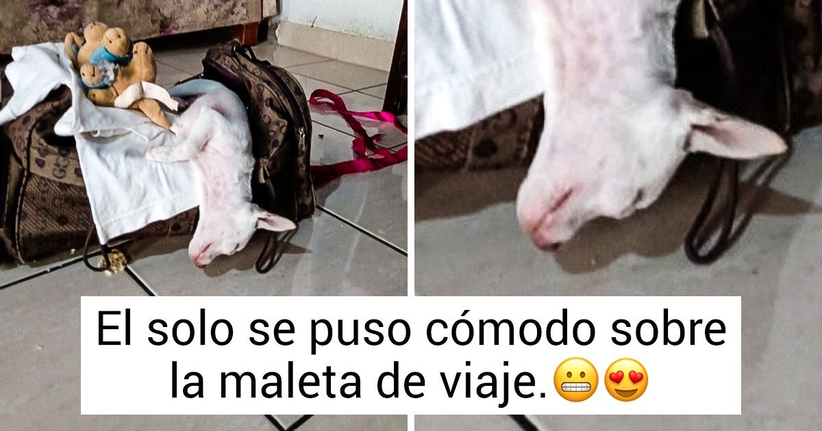 15 Mascotas de los lectores de Genial a las que les encanta dormir en lugares muy particulares 15 Mascotas de los lectores de Genial a las que les encanta dormir en lugares muy particulares