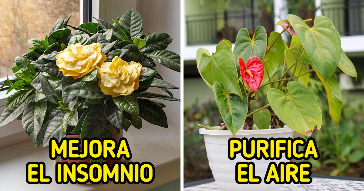 10 Plantas que todos deberíamos tener en casa y podrían mejorar la salud 10 Plantas que todos deberíamos tener en casa y podrían mejorar la salud