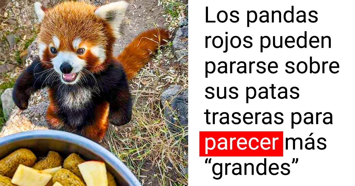 20+ Personas compartieron en la red datos desconocidos sobre los animales que lograron impresionarnos