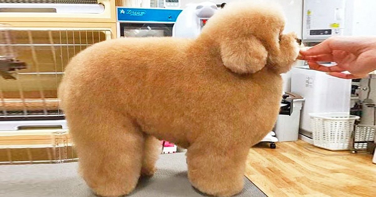 26 Fotografías de animales que reavivan tu fe en el amor a primera vista