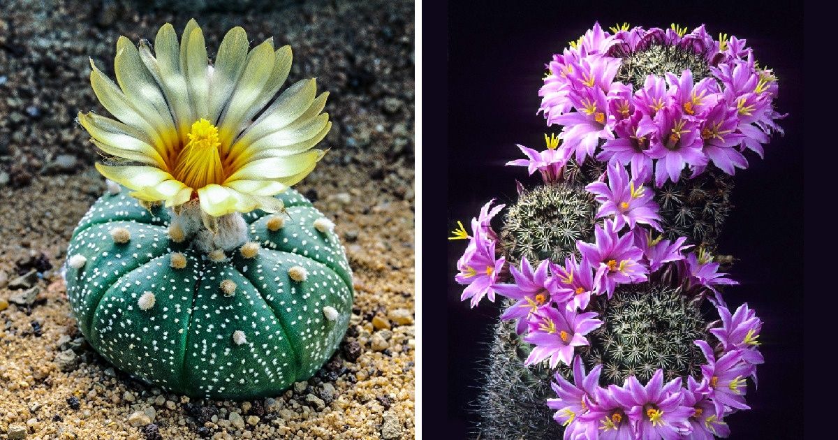 21 Cactus y suculentas tan inusuales que sorprenden por su hermosura 21 Cactus y suculentas tan inusuales que sorprenden por su hermosura